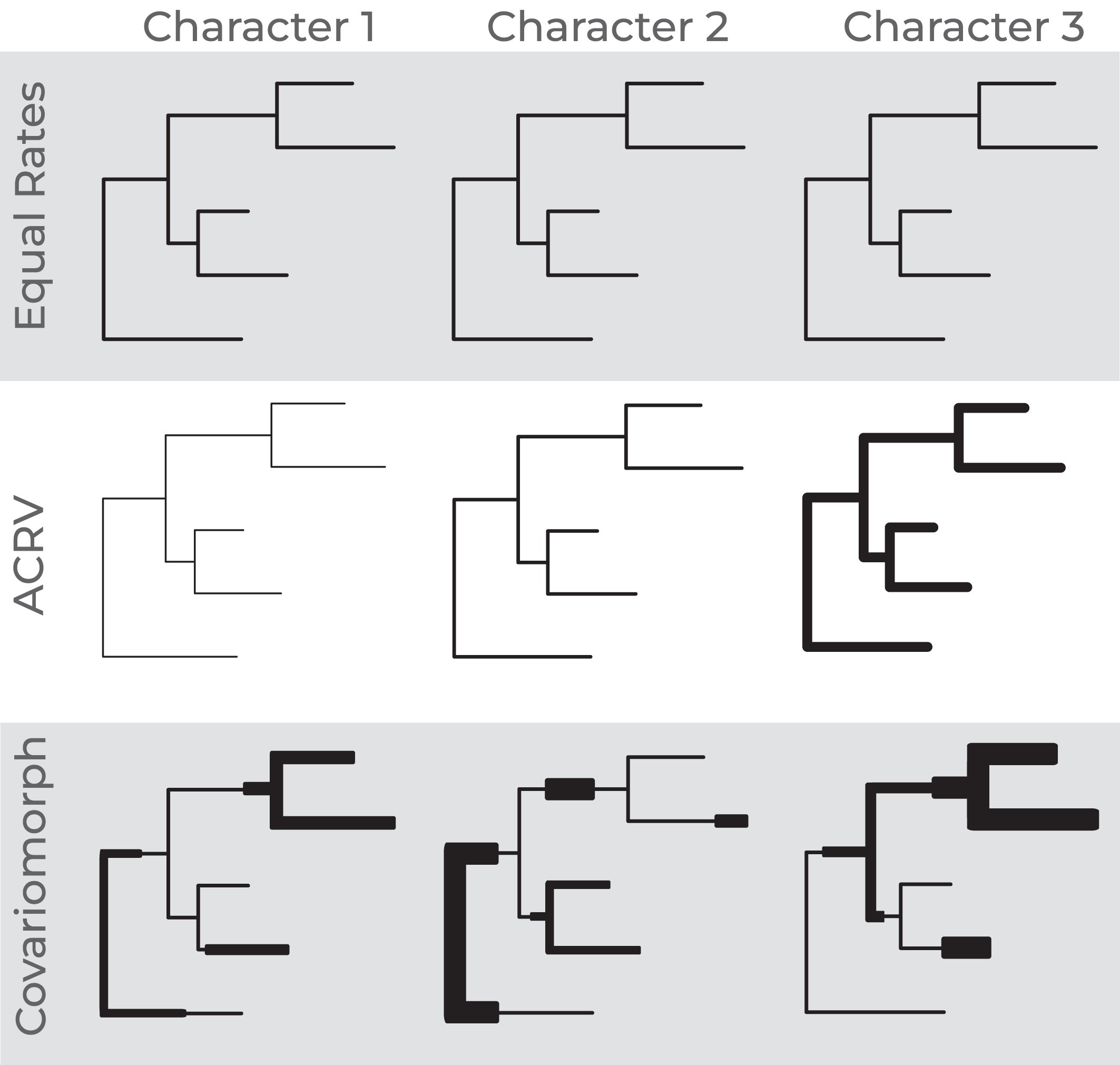 Introductory figure for the covariomorph model