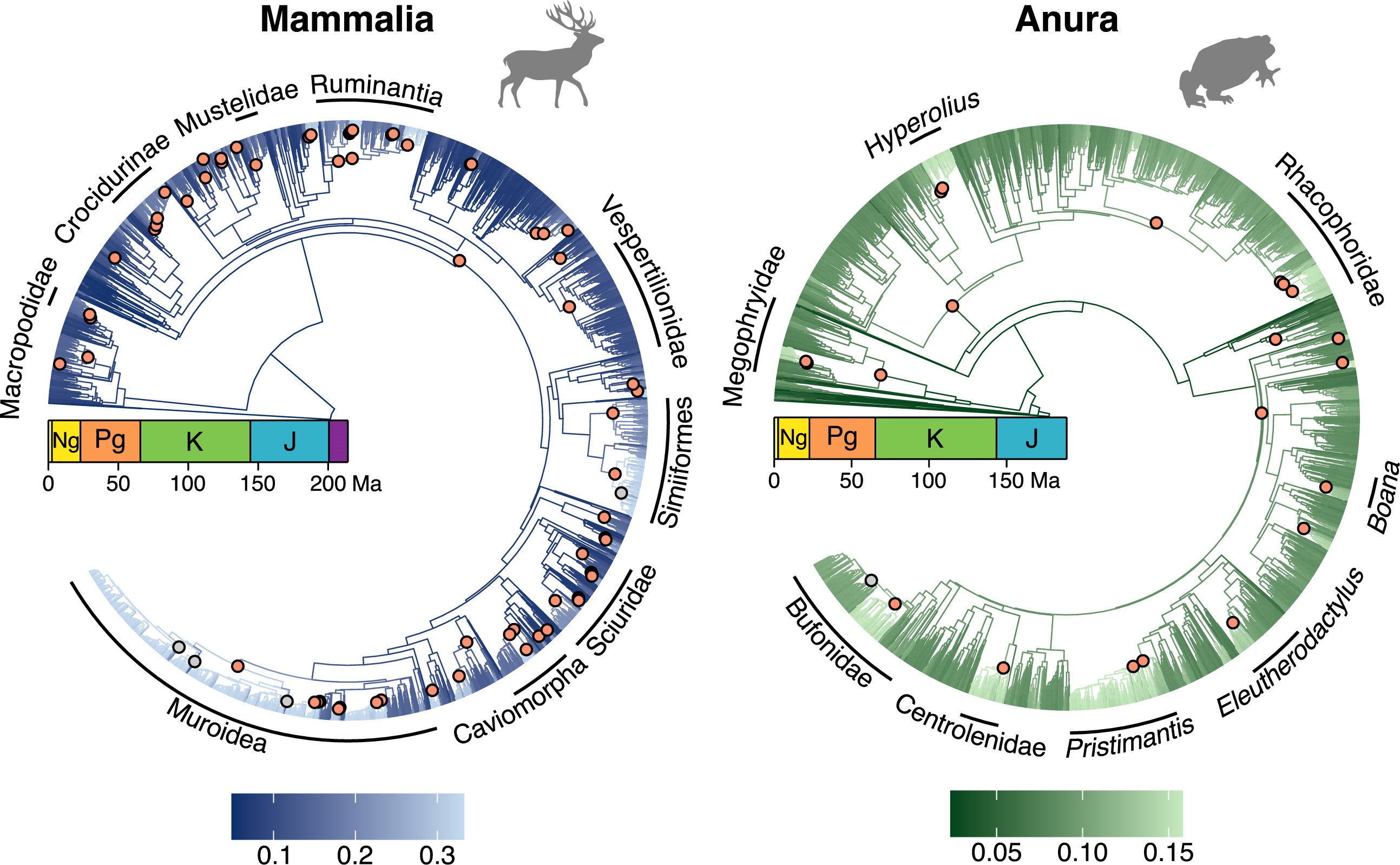Introductory figure for diversification rate shifts