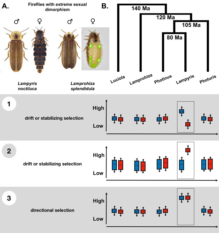 Gene Family Evolution in Fireflies