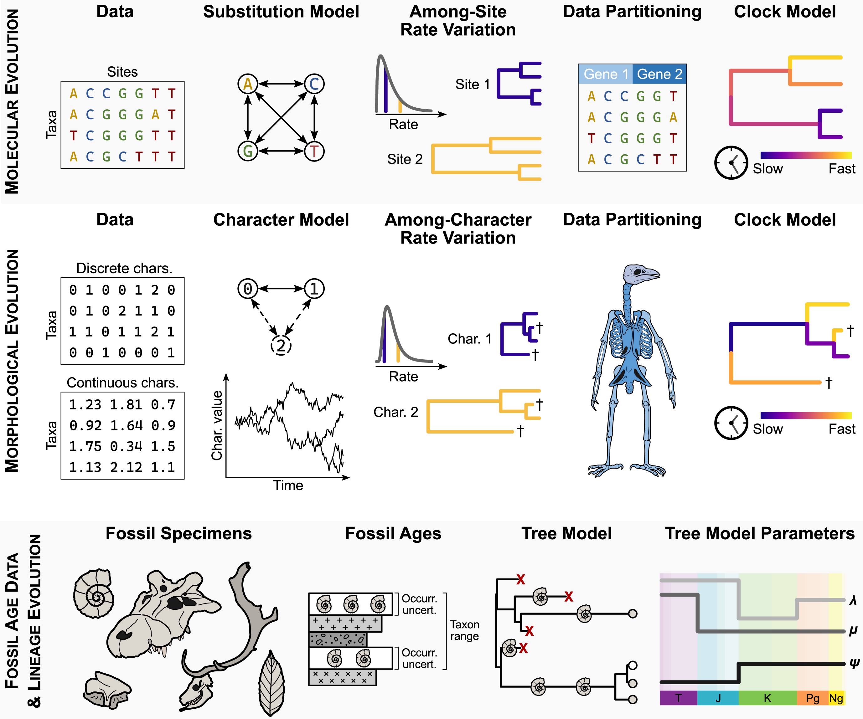 Introductory figure from Tip-dating review